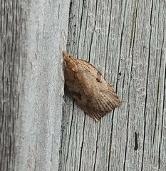 Planotortrix notophaea