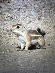 Ammospermophilus harrisii