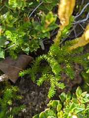 Austrolycopodium magellanicum