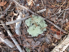 Cladonia evansii