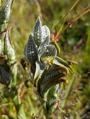 Chloraea magellanica
