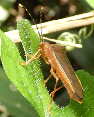 Anasa varicornis