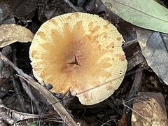 Russula senecis