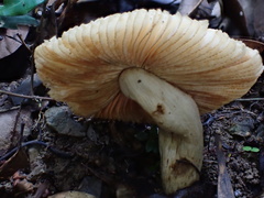 Russula senecis