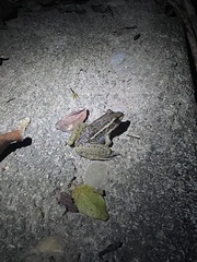 Lithobates brownorum