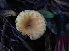 Russula senecis
