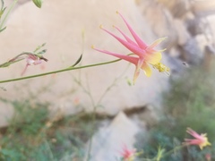 Aquilegia fosteri