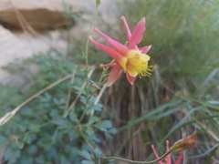 Aquilegia fosteri
