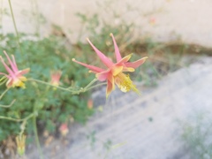 Aquilegia fosteri