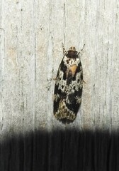 Barea confusella