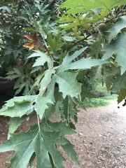 Platanus orientalis