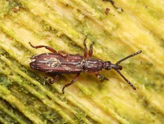Brentinae