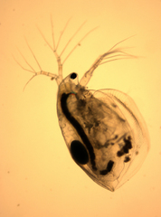 Daphniidae