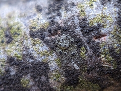 Rinodina