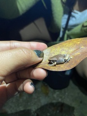 Hypopachus variolosus