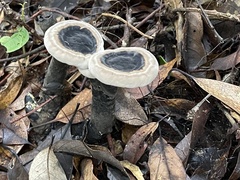 Sanguinoderma rugosum