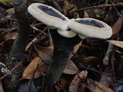 Sanguinoderma rugosum