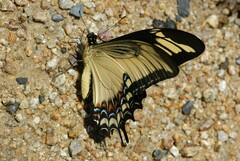 Heraclides androgeus reyesorum