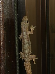 Hemidactylus garnotii