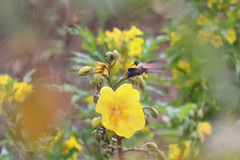 Saucerottia hoffmanni