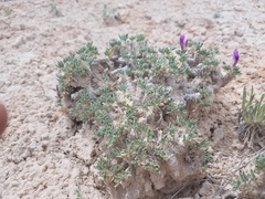 Oxytropis oreophila