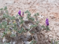 Oxytropis oreophila