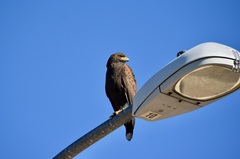 Parabuteo unicinctus