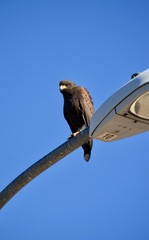 Parabuteo unicinctus