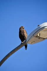 Parabuteo unicinctus