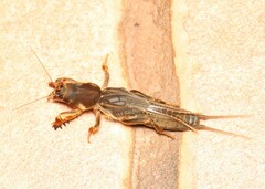 Neocurtilla