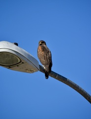 Parabuteo unicinctus