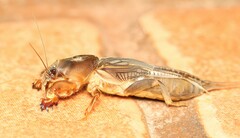 Neocurtilla