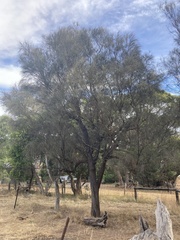 Allocasuarina verticillata