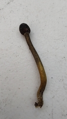 Tolypocladium longisegmentatum