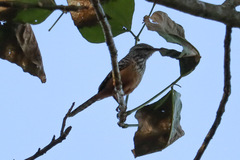 Campylorhynchus zonatus