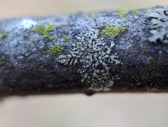 Hyperphyscia adglutinata