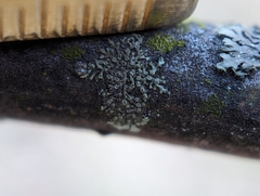 Hyperphyscia adglutinata