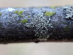 Hyperphyscia adglutinata