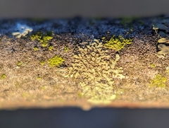 Hyperphyscia adglutinata