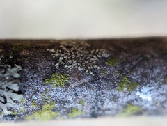 Hyperphyscia adglutinata