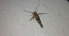 Stathmopoda melanochra
