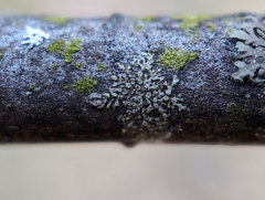 Hyperphyscia adglutinata