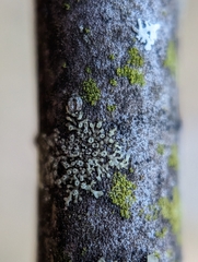 Hyperphyscia adglutinata