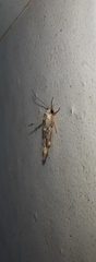 Stathmopoda melanochra
