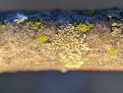 Hyperphyscia adglutinata