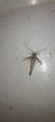 Stathmopoda melanochra