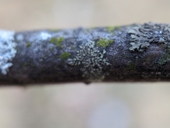 Hyperphyscia adglutinata