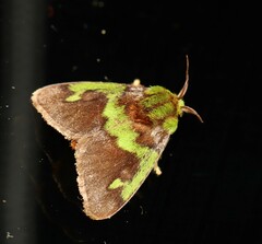 Parasa macrodonta