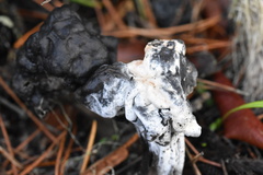 Hypomyces