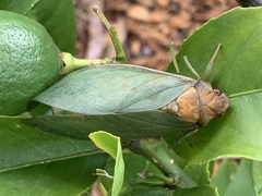 Cystosoma saundersii
